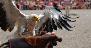 Volerie des aigles (Kintzheim) – Image 3