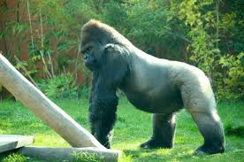 Zoo d'Amnéville (Amnéville les Thermes) – Image 5